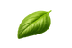 Basil