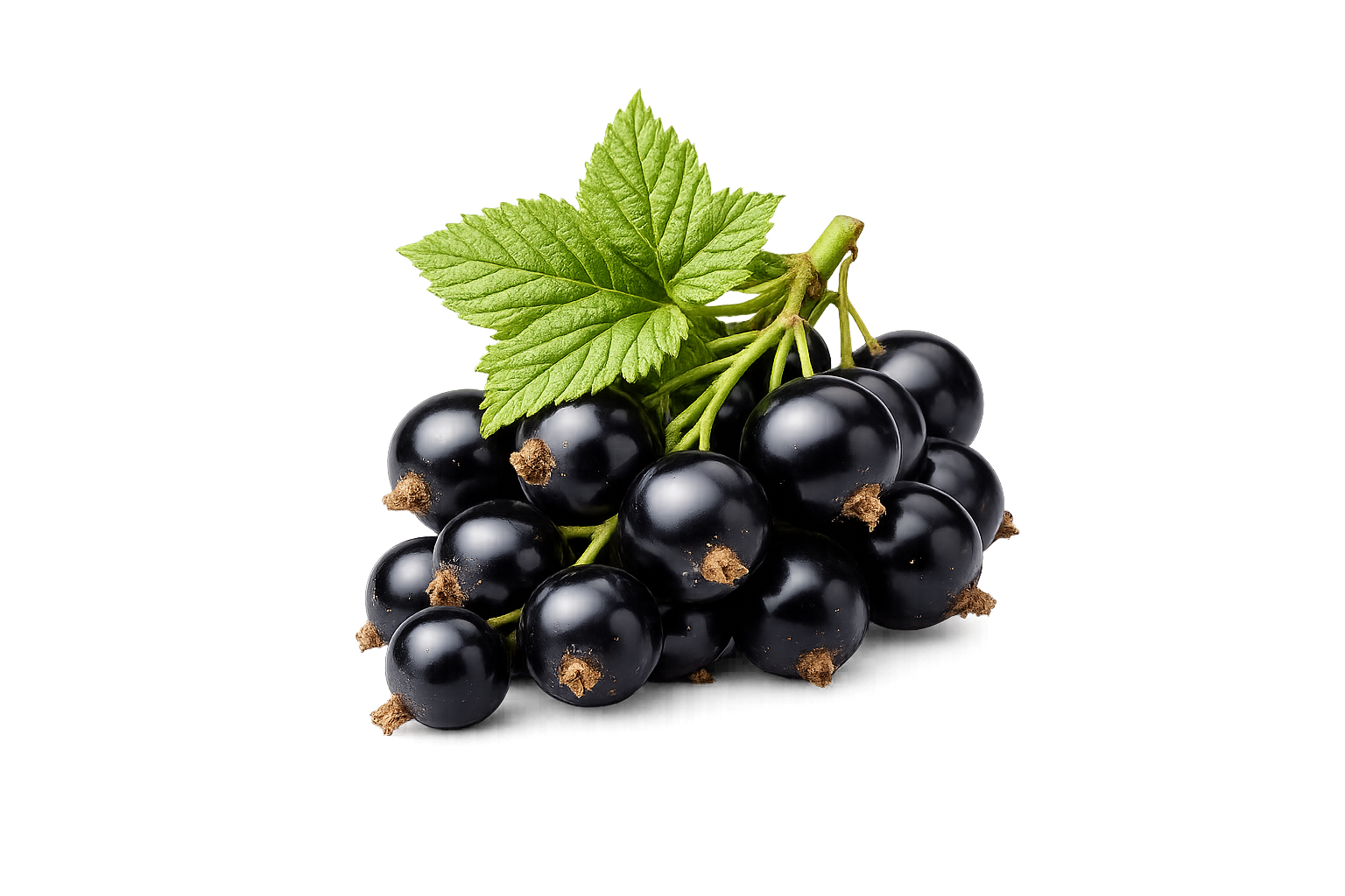 Blackcurrant