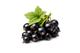 Blackcurrant