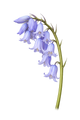 Bluebell