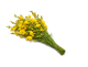 Broom