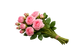Bulgarian Rose