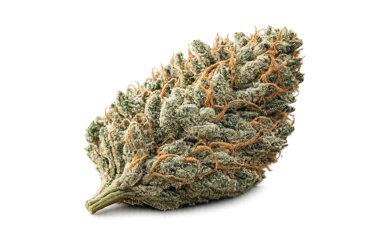 Cannabis