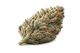 Cannabis