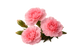 Carnation
