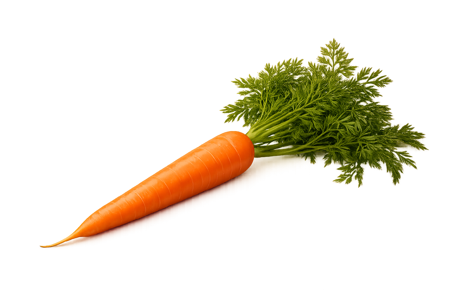 Carrot