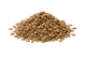 Carrot Seed