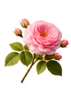 Centifolia Rose