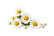 Chamomile