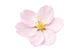 Cherry Blossom