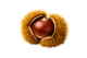 Chestnut