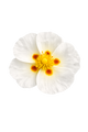 Cistus Labdanum
