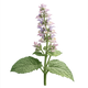 Clary Sage