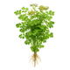Coriander