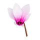 Cyclamen