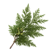 Cypress