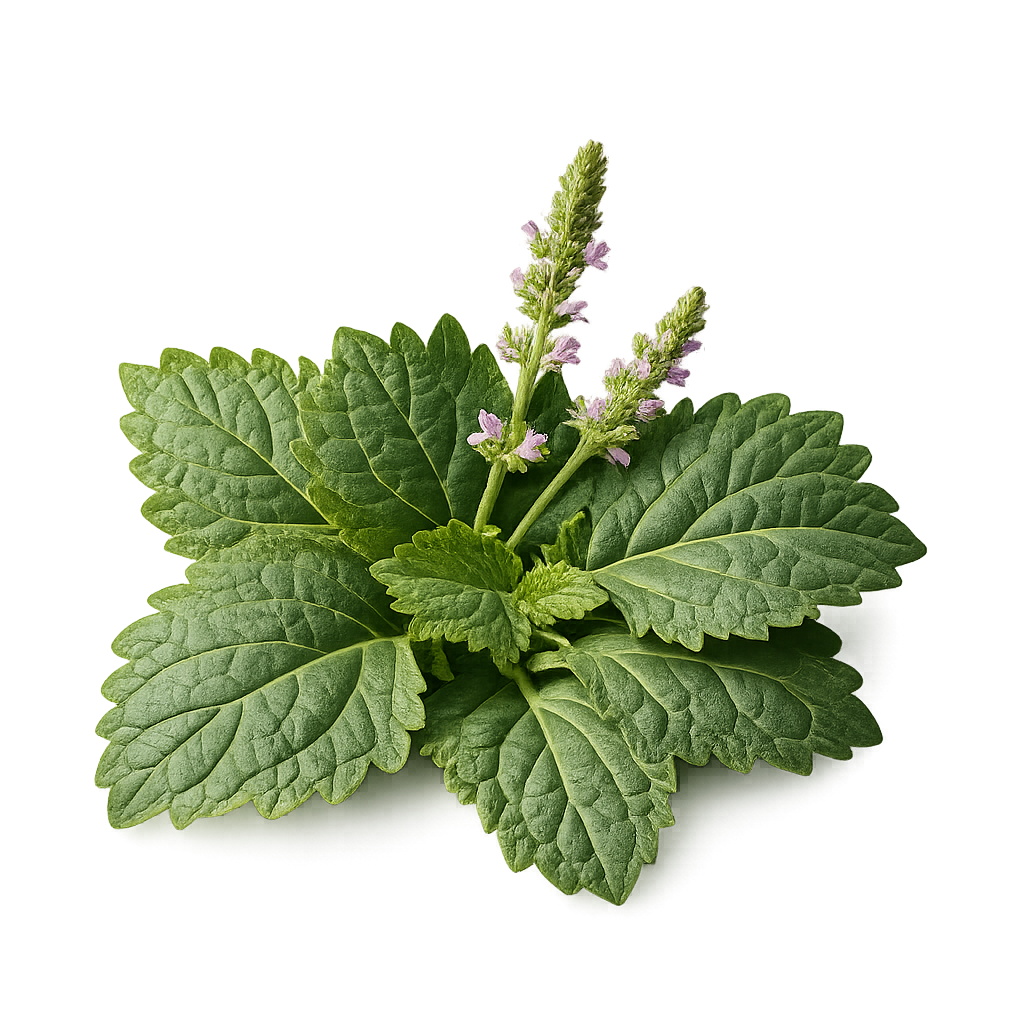 Indonesian Patchouli