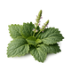 Indonesian Patchouli