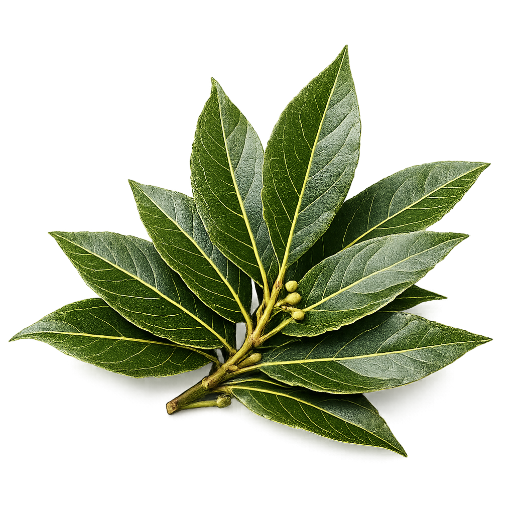Laurel