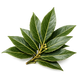 Laurel