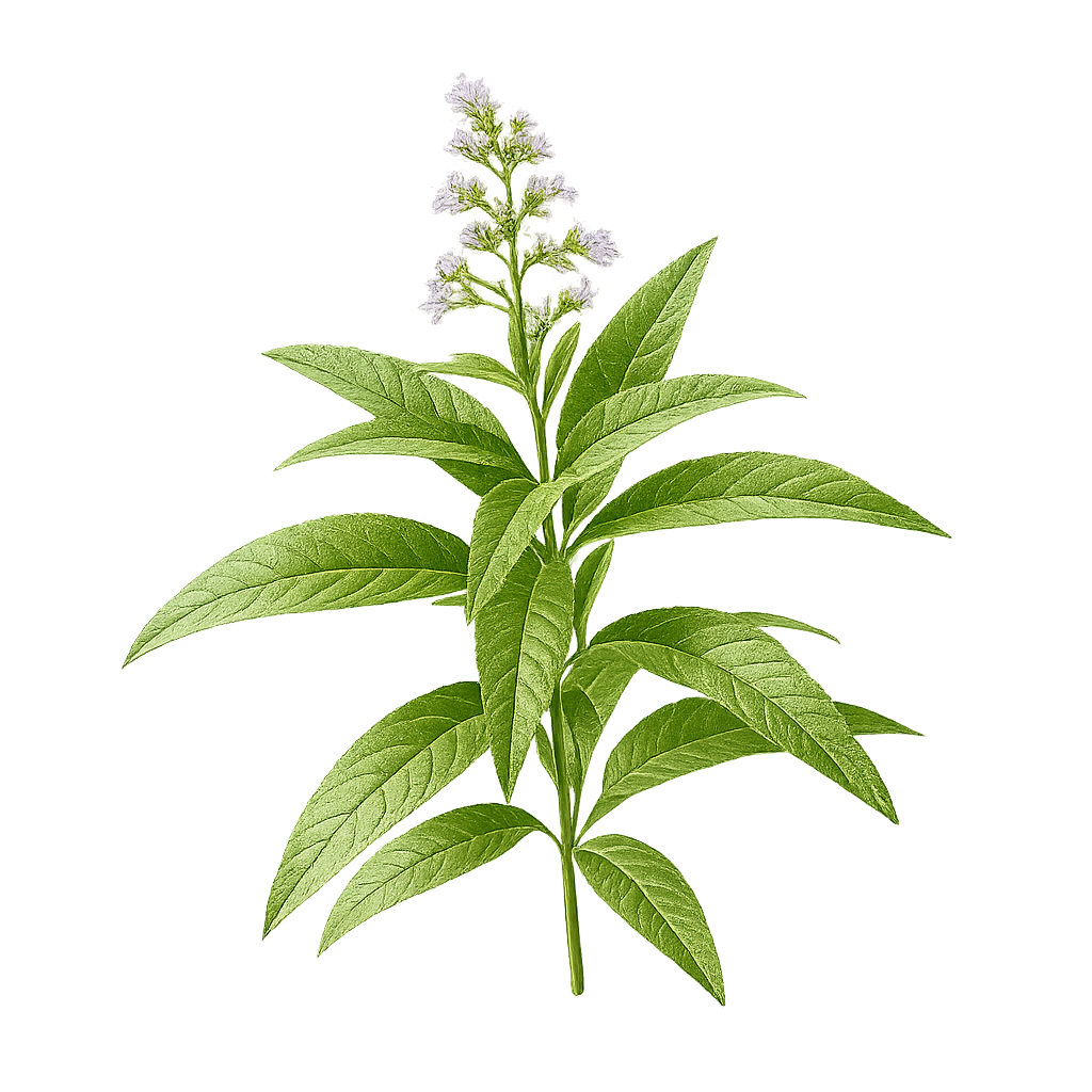 Lemon Verbena