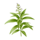 Lemon Verbena