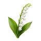 Lily of the Valley