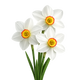 Narcissus