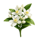 Neroli
