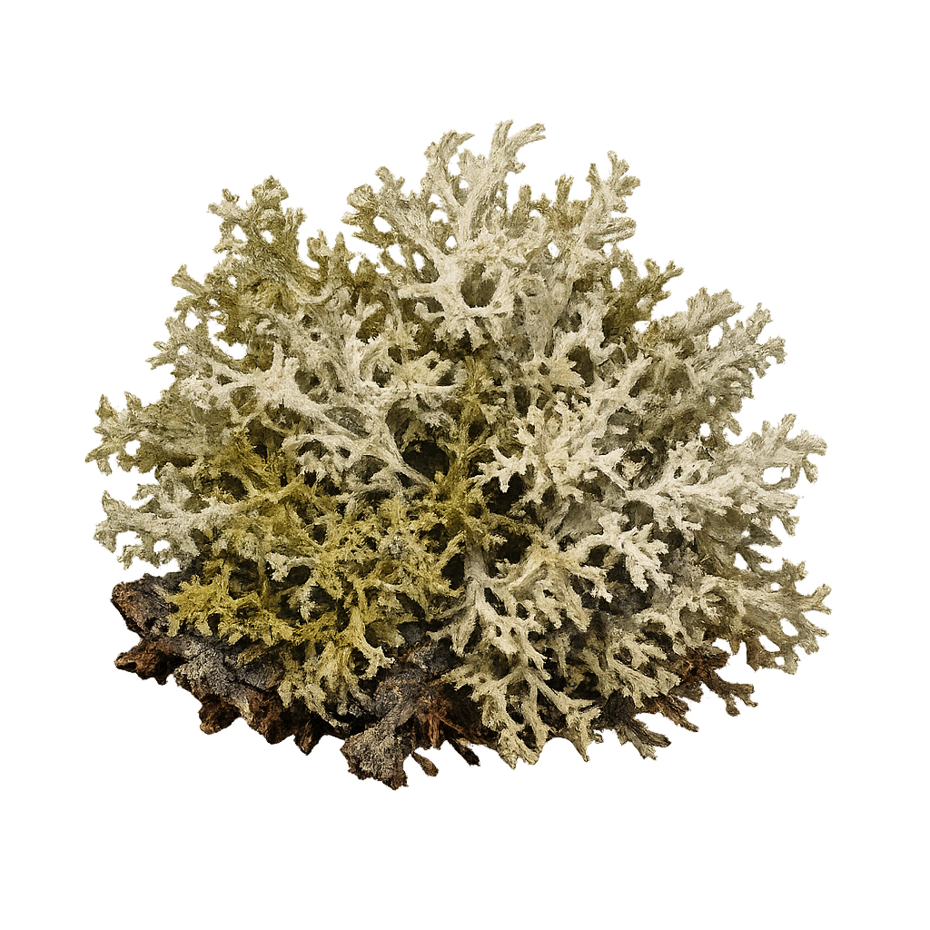 Oakmoss