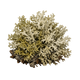 Oakmoss