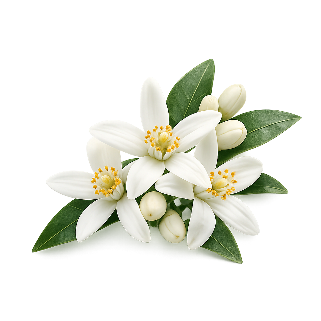 Orange Blossom