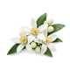 Orange Blossom
