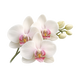 Orchid