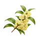 Osmanthus