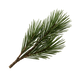 Siberian Pine