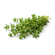 Thyme