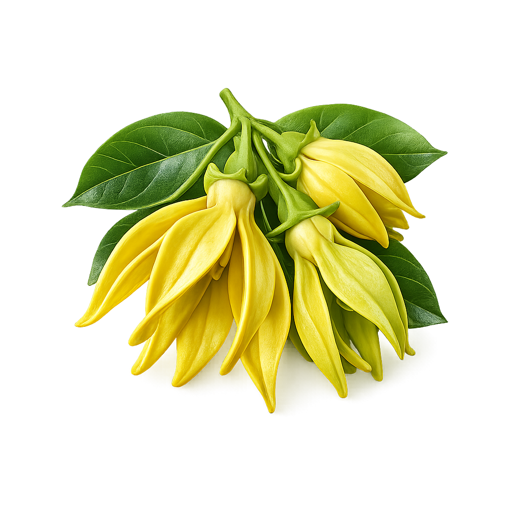 Ylang-Ylang