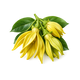 Ylang-Ylang
