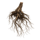 Cypress Root