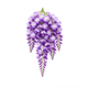 Wisteria
