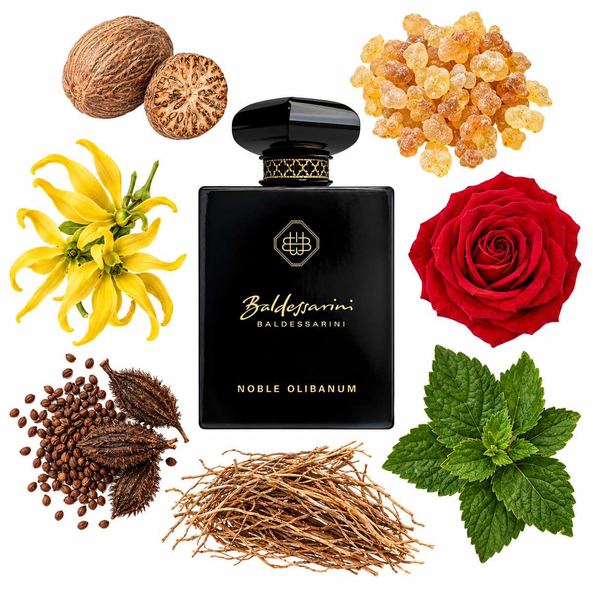 Baldessarini Noble Olibalum Extrait de Parfum with scent notes