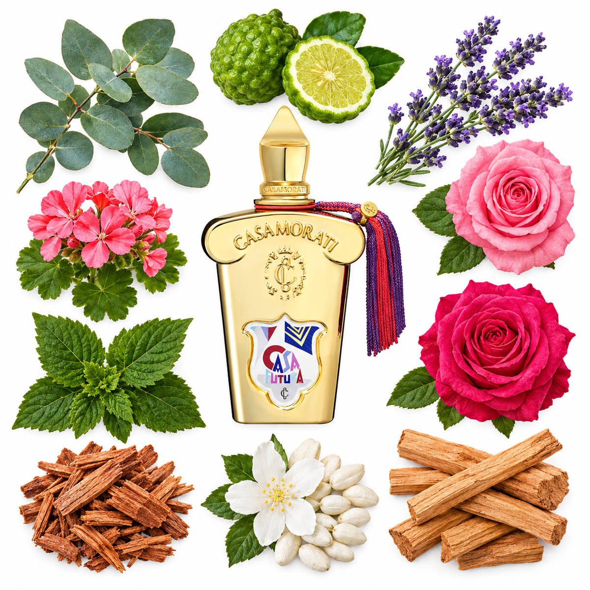 Casamorati 1888 Casa Futura Eau de Parfum with scent notes