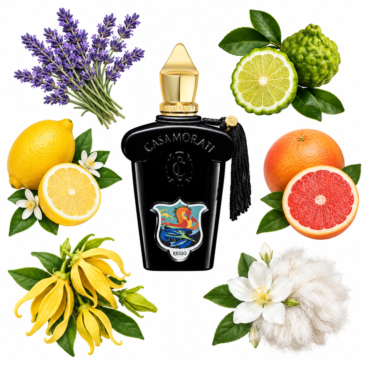 Casamorati 1888 Regio Eau de Parfum with scent notes