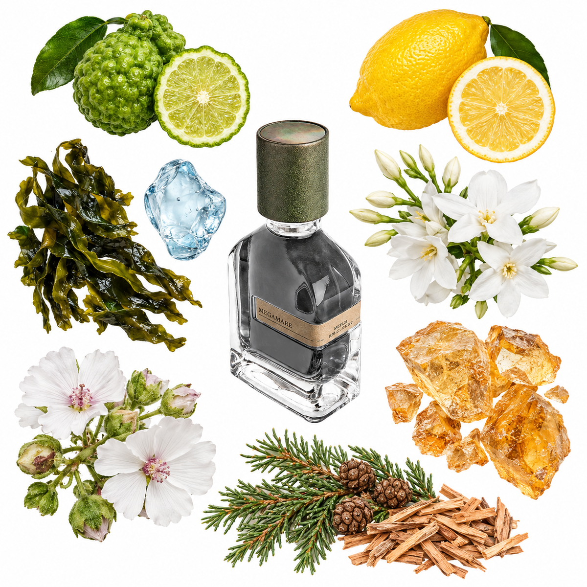 Orto Parisi Megamare Eau de Parfum with scent notes
