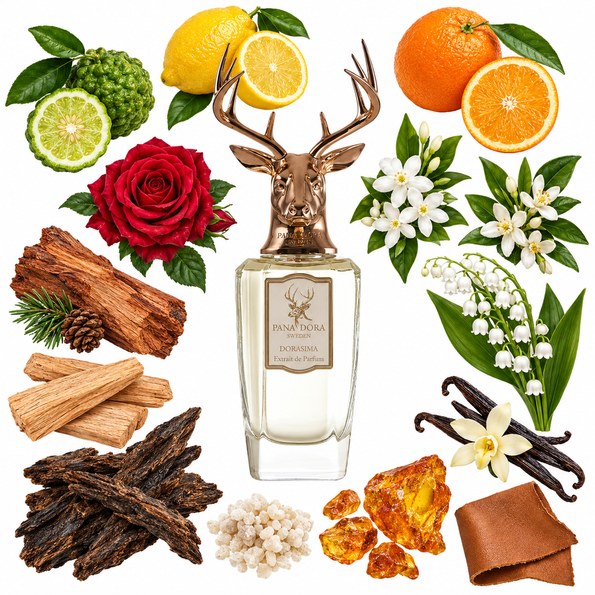 Pana Dora Dorasima Eau de Parfum with scent notes