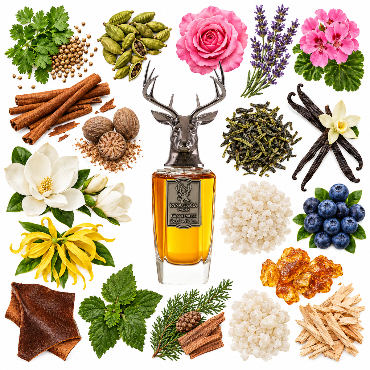 Pana Dora Grand Musk Extrait de Parfum with scent notes