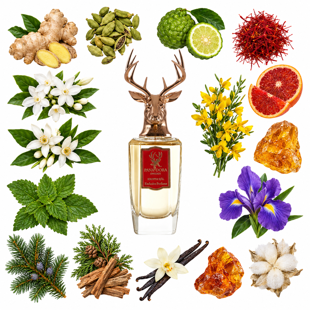 Pana Dora Kropp & själ Eau de Parfum with scent notes