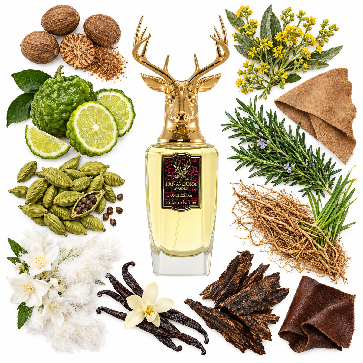 Pana Dora Orchestra Eau de Parfum with scent notes