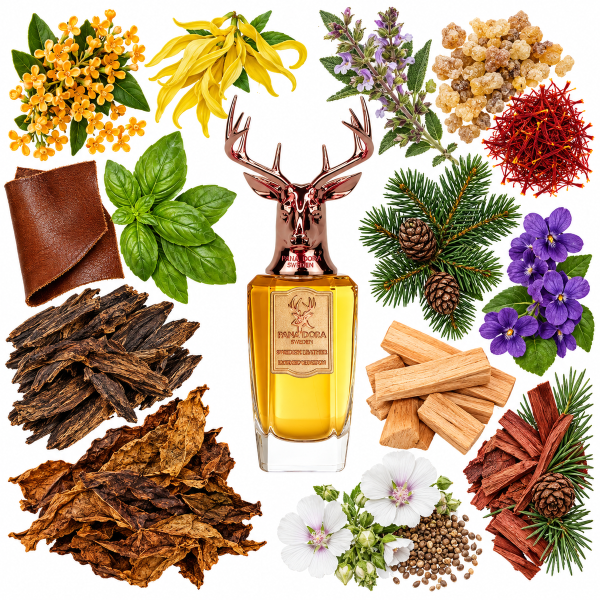 Pana Dora Swedish Leather Limited Edition Extrait de Parfum with scent notes